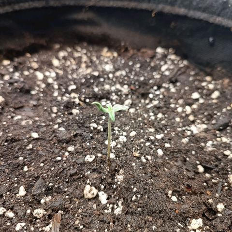 Blue Matic 2 growlog timeline photo