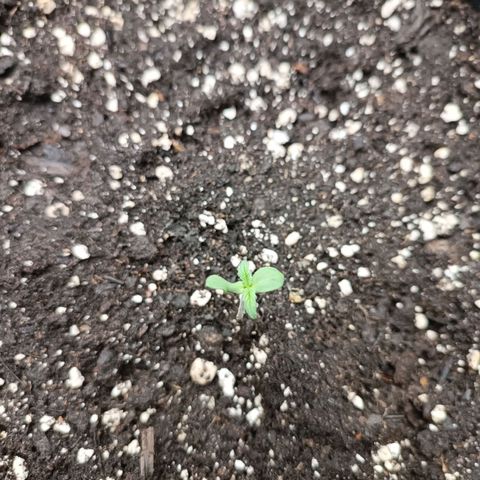 Blue Matic 2 growlog timeline photo