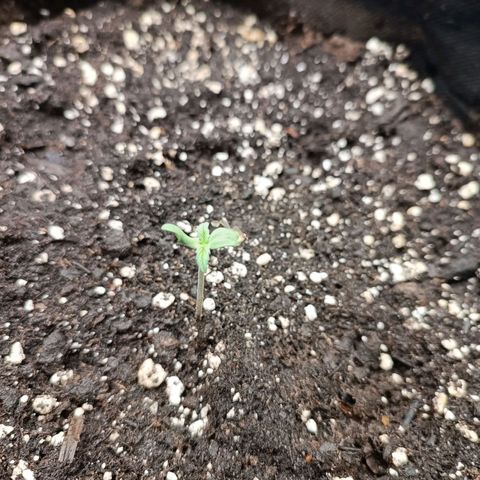Blue Matic 2 growlog timeline photo