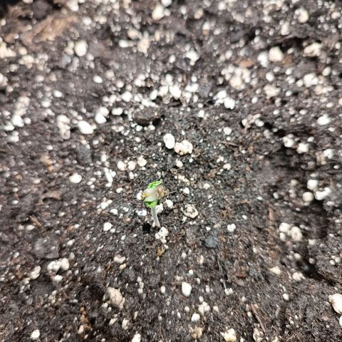 Royal Bluematic  growlog timeline photo