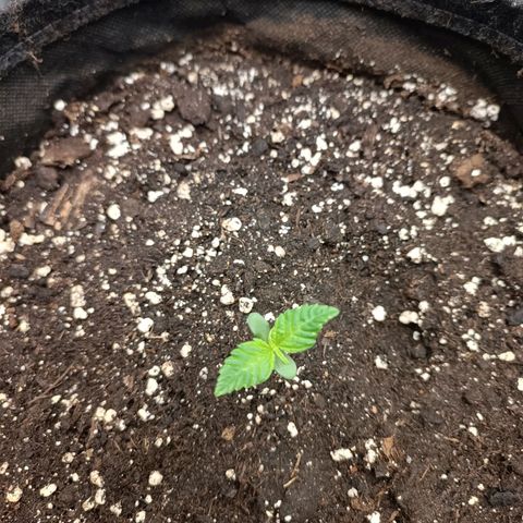 Royal Bluematic  growlog timeline photo