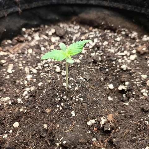 Royal Bluematic  growlog timeline photo