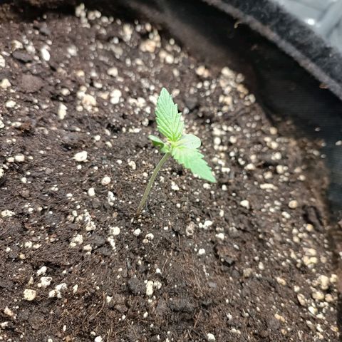 Blue Matic 2 growlog timeline photo
