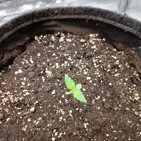 Blue Matic 2 growlog timeline photo