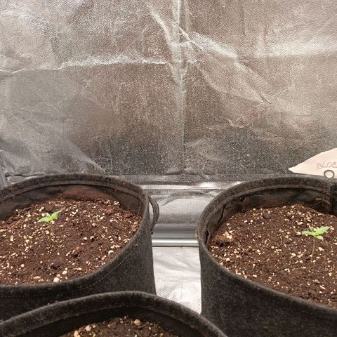 Royal Bluematic  growlog timeline photo