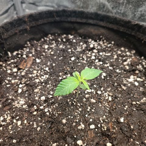 Royal Bluematic  growlog timeline photo