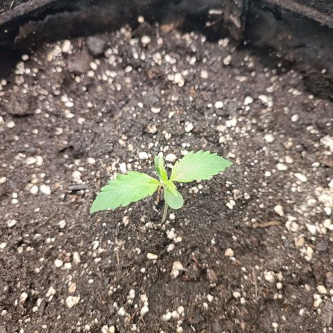 Blue Matic 2 growlog timeline photo