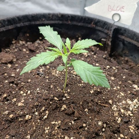 Blue Matic 2 growlog timeline photo