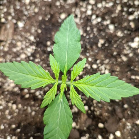 Royal Bluematic  growlog timeline photo