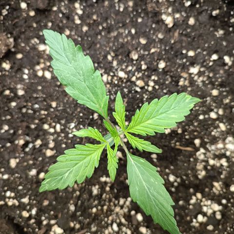 Blue Matic 2 growlog timeline photo