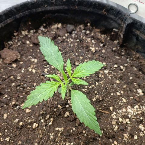 Blue Matic 2 growlog timeline photo