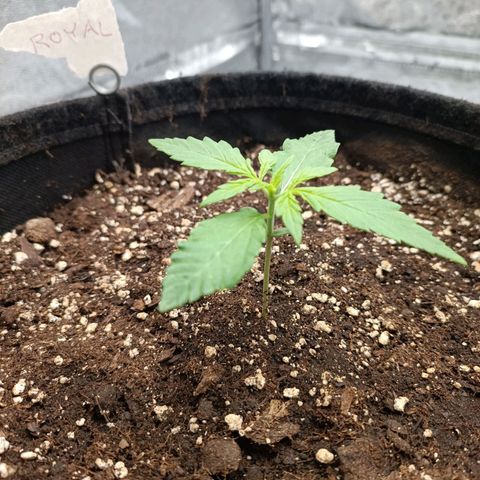 Royal Bluematic  growlog timeline photo