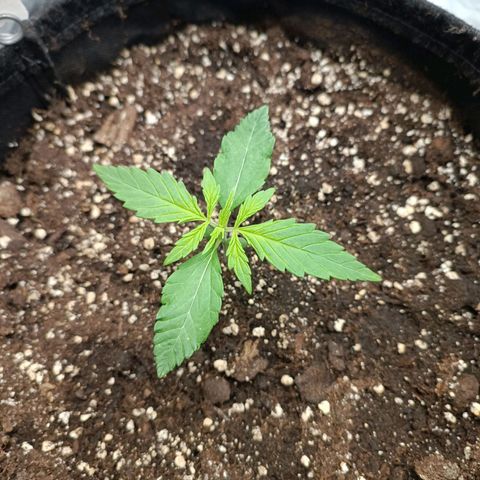 Royal Bluematic  growlog timeline photo