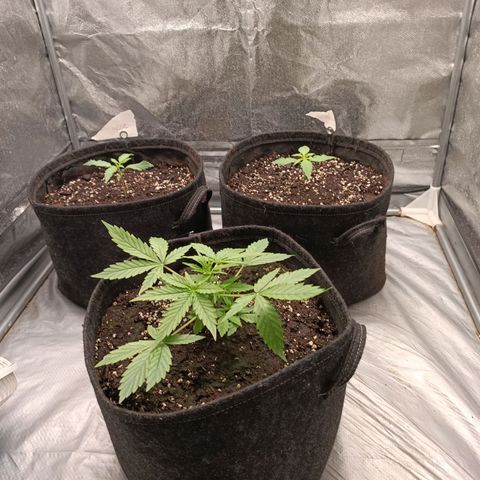 Royal Bluematic  growlog timeline photo
