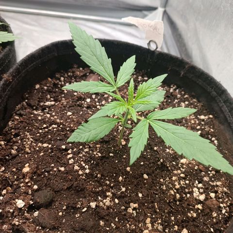 Royal Bluematic  growlog timeline photo