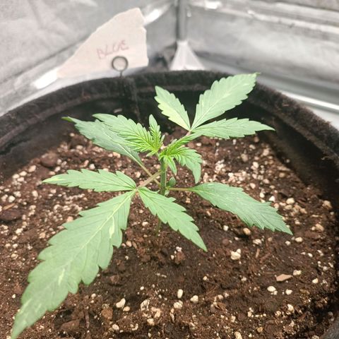 Blue Matic 2 growlog timeline photo