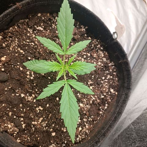Royal Bluematic  growlog timeline photo