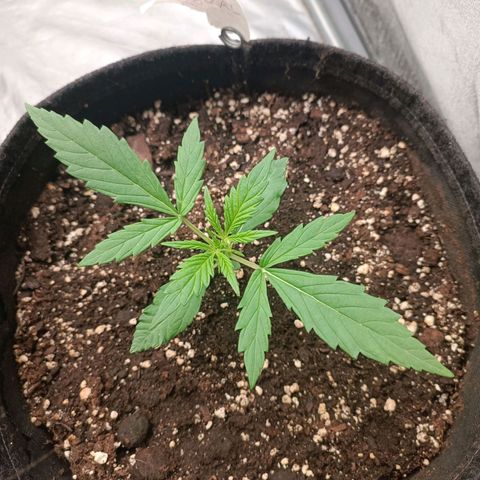 Royal Bluematic  growlog timeline photo