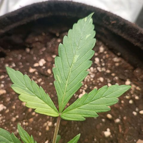Blue Matic 2 growlog timeline photo