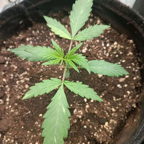Blue Matic 2 growlog timeline photo
