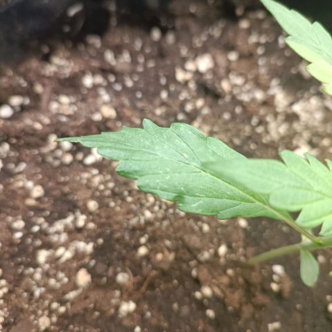 Blue Matic 2 growlog timeline photo