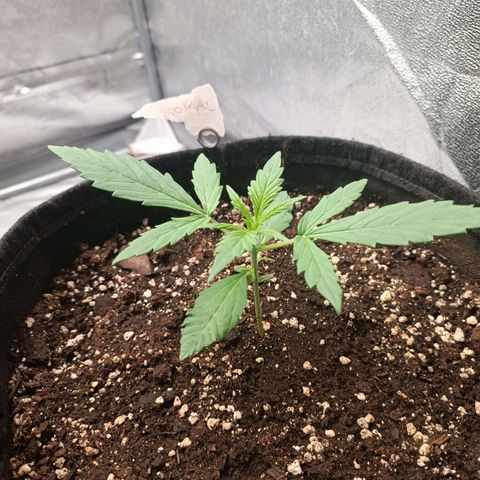 Royal Bluematic  growlog timeline photo