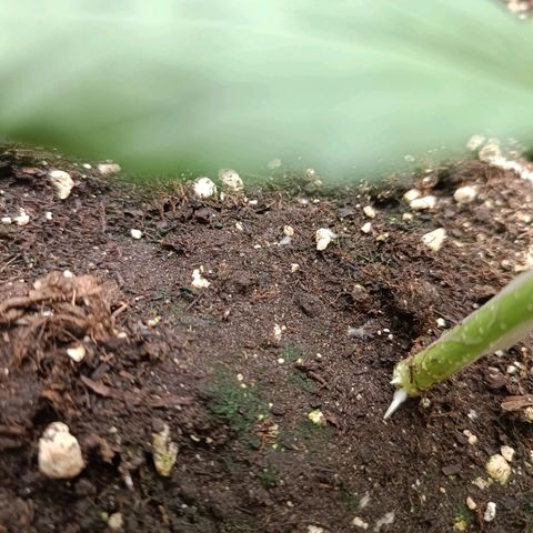 Royal Bluematic  growlog timeline photo