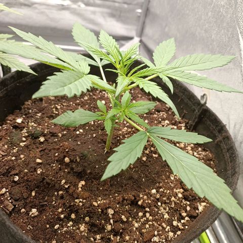 Royal Bluematic  growlog timeline photo
