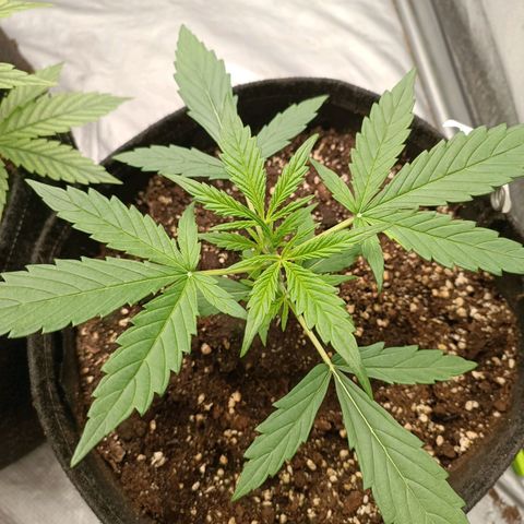 Royal Bluematic  growlog timeline photo