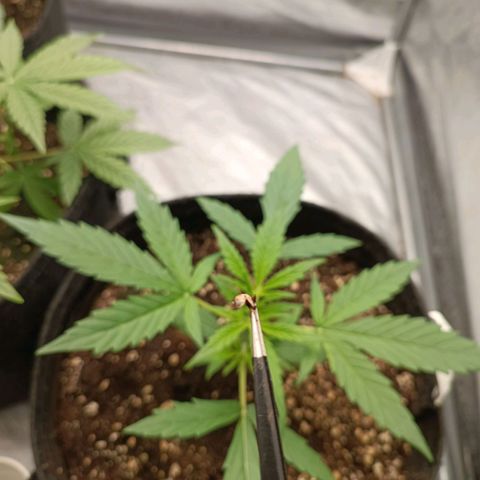 Royal Bluematic  growlog timeline photo