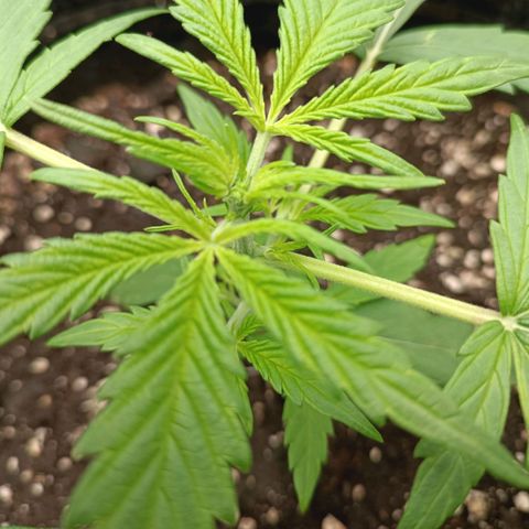 Royal Bluematic  growlog timeline photo