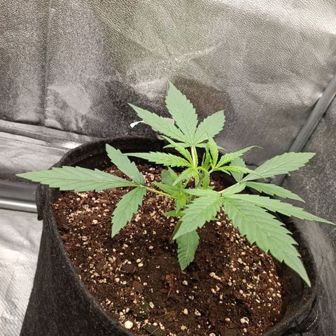 Royal Bluematic  growlog timeline photo