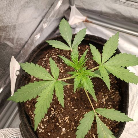 Blue Matic 2 growlog timeline photo