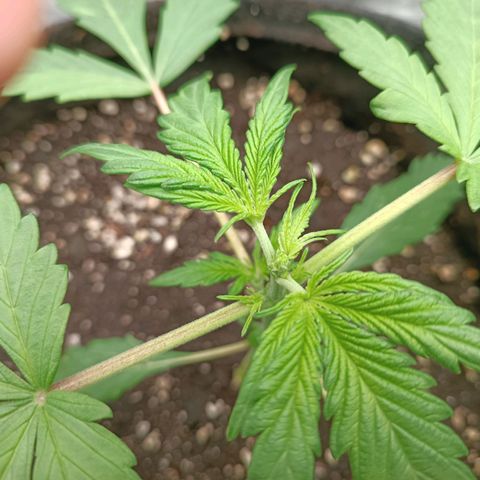 Royal Bluematic  growlog timeline photo