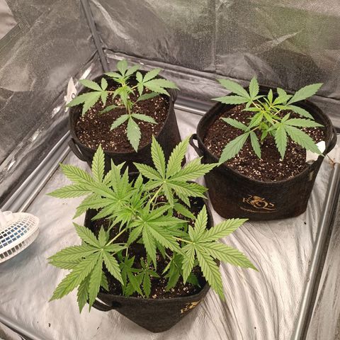 Royal Bluematic  growlog timeline photo