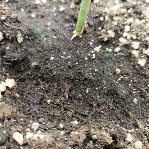 Royal Bluematic  growlog timeline photo