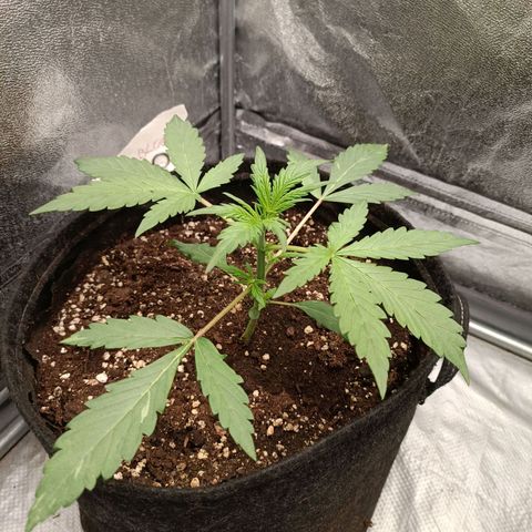 Blue Matic 2 growlog timeline photo