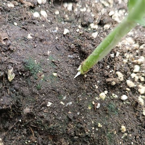 Royal Bluematic  growlog timeline photo