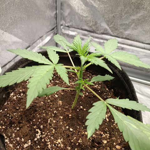 Blue Matic 2 growlog timeline photo