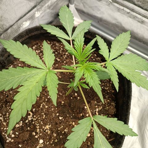 Blue Matic 2 growlog timeline photo