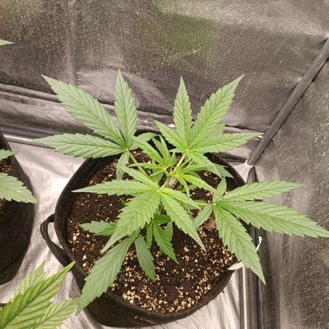 Royal Bluematic  growlog timeline photo