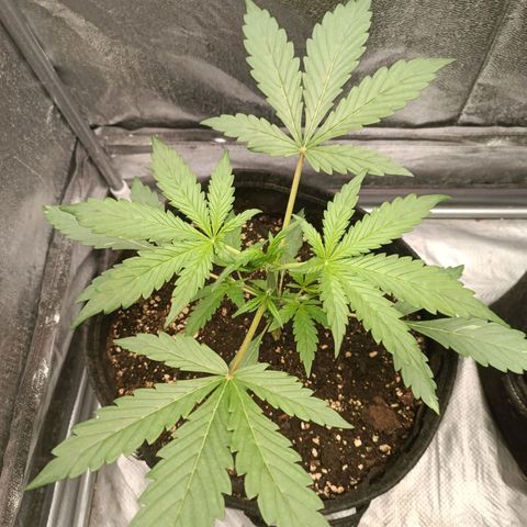 Blue Matic 2 growlog timeline photo