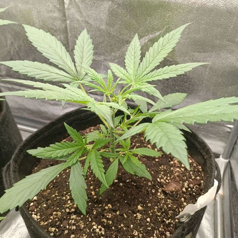 Royal Bluematic  growlog timeline photo
