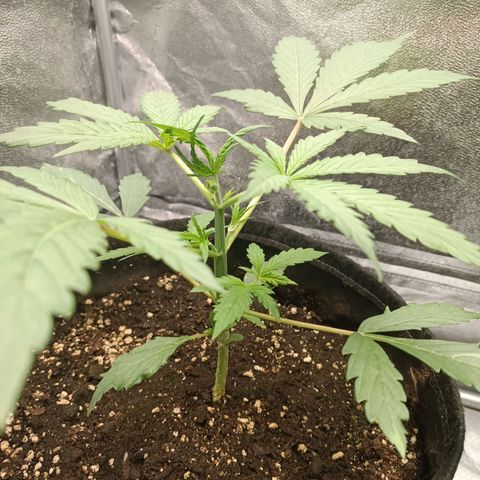 Blue Matic 2 growlog timeline photo