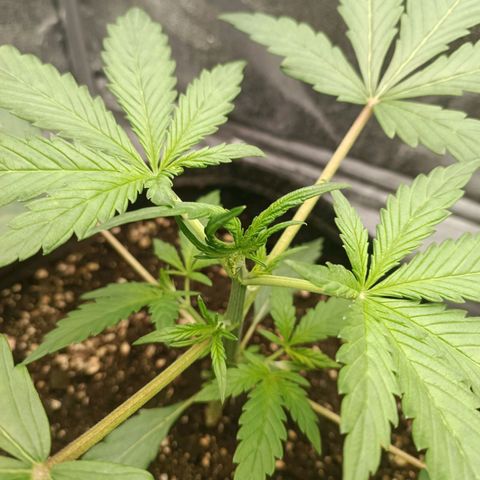 Blue Matic 2 growlog timeline photo