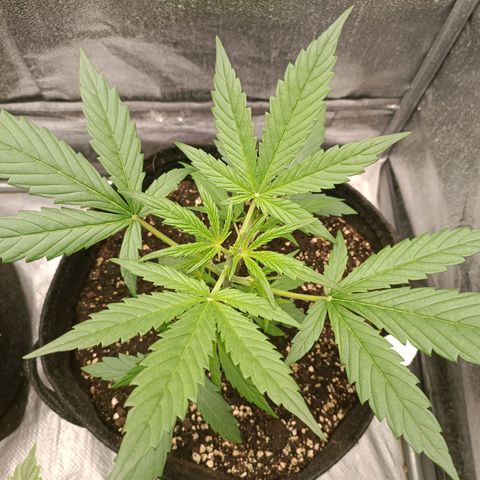 Royal Bluematic  growlog timeline photo