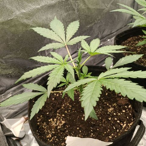 Blue Matic 2 growlog timeline photo