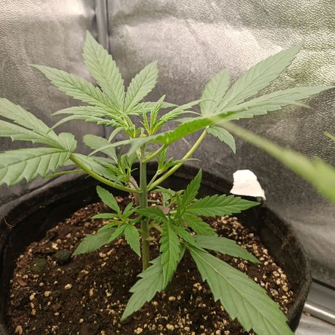 Royal Bluematic  growlog timeline photo