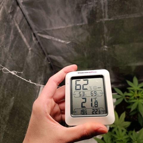 Royal Bluematic  growlog timeline photo