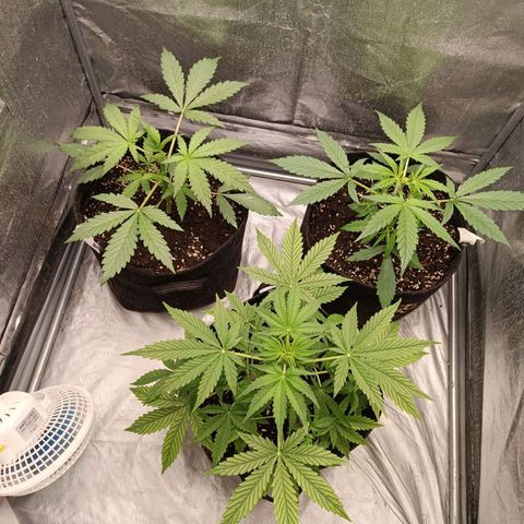 Royal Bluematic  growlog timeline photo